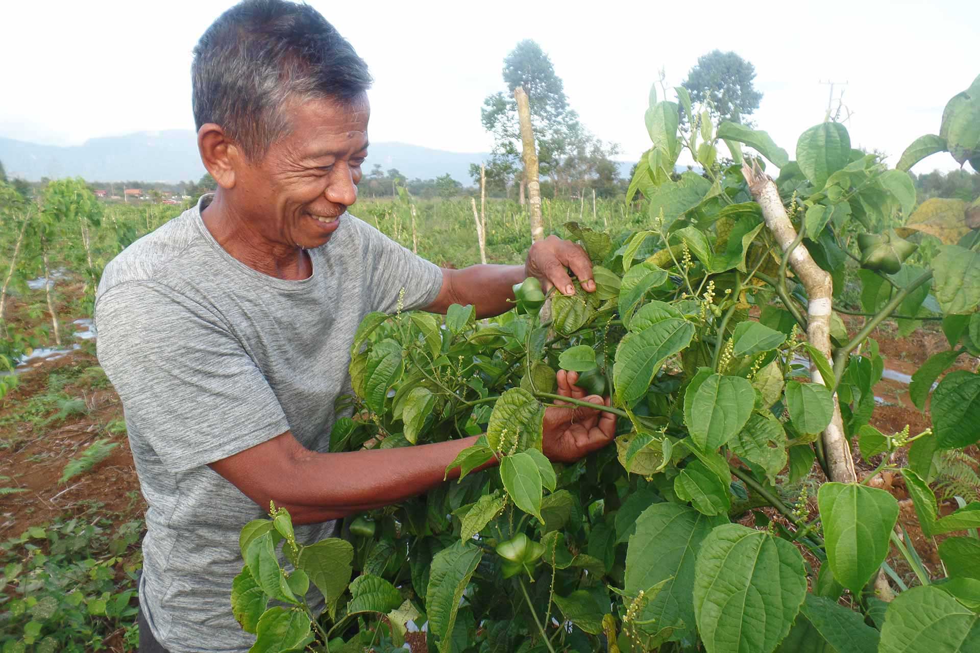 Lao man tending his crops